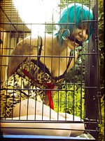 B caged animal